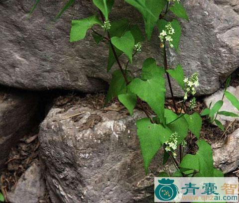 中药材红土子草图片