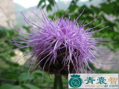中药材红头翁图片