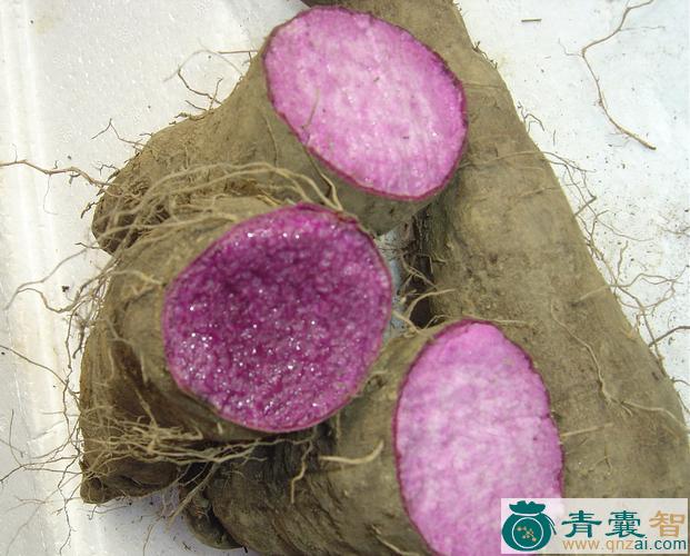 中药材红山药图片