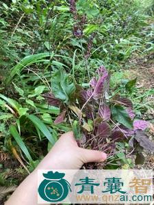 中药材红崩砂草图片