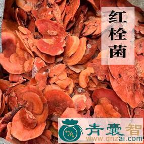 中药材红带菌图片