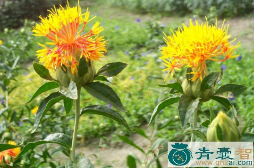 中药材红彩花图片