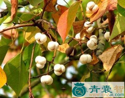 中药材红心乌桕图片