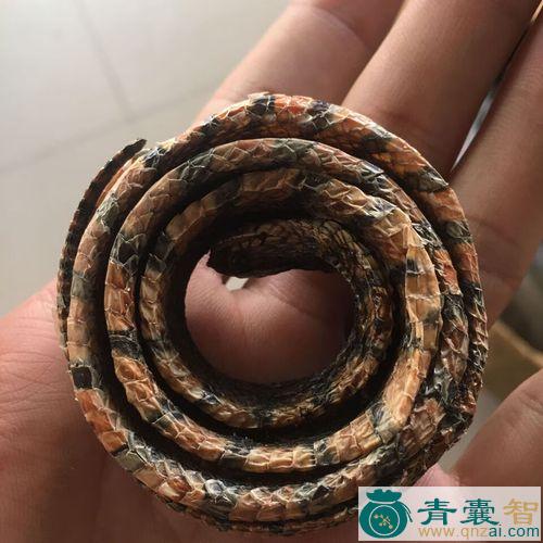 中药材红斑蛇图片