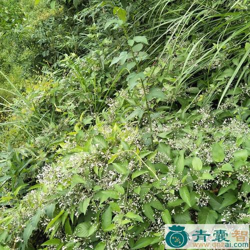 中药材红斑鸠窝图片