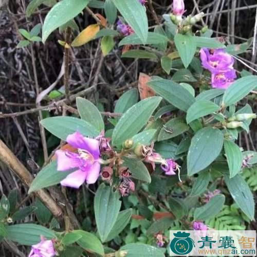 中药材红暴牙狼图片