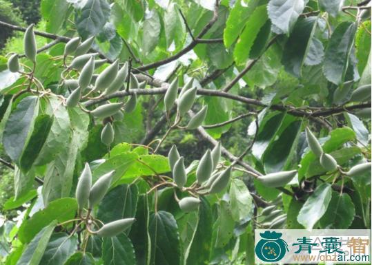 红木子的性味归经以及功效用法-青囊智