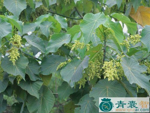 中药材红桐图片