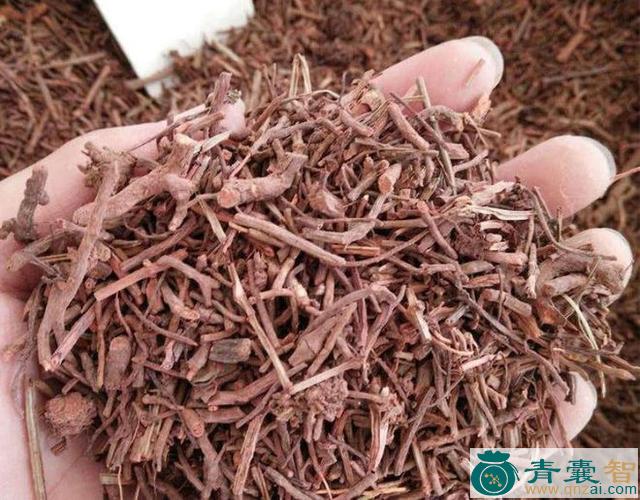 中药材红梗草根图片