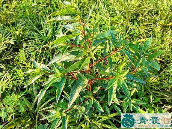 红梗菜的性状性味归经以及功效用法和注意事项-青囊智