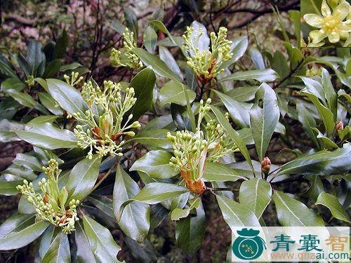 中药材红楠草图片
