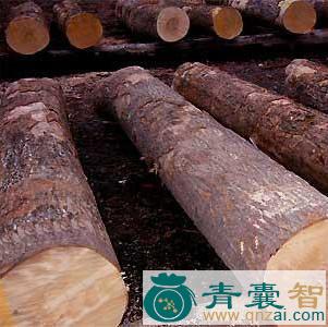 中药材红榔木图片