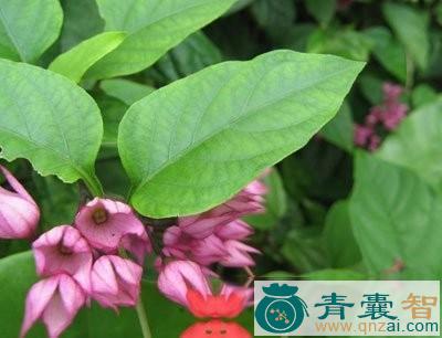 中药材红母鸡药图片