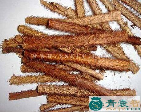 中药材红毛五加皮图片