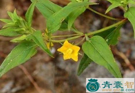 中药材红毛对筋草图片