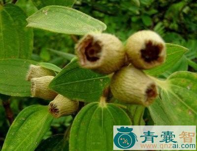 中药材红毛菍图片