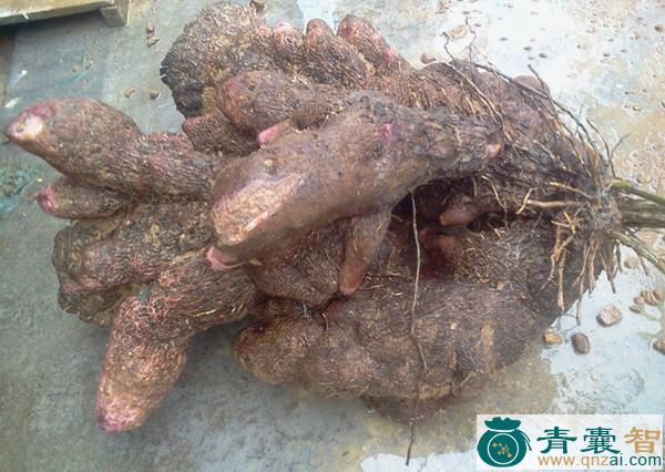 中药材红毛薯图片