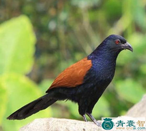 中药材红毛鸡图片