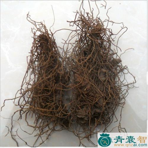 中药材红毛鸡草图片
