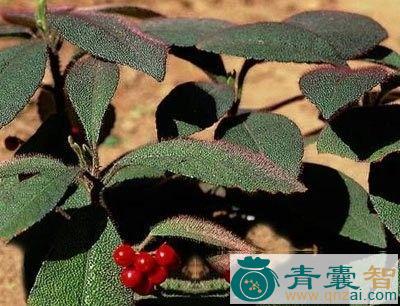 红毡毯的性状性味归经以及功效用法和注意事项-青囊智
