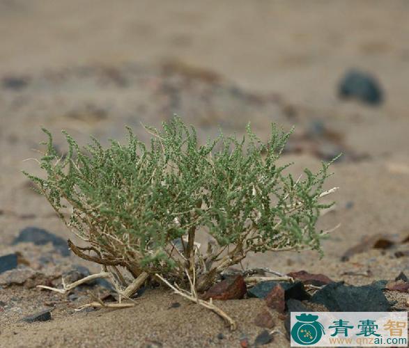 红沙草的性状性味归经以及功效用法-青囊智
