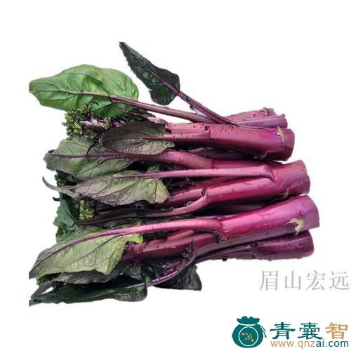 中药材红油菜图片