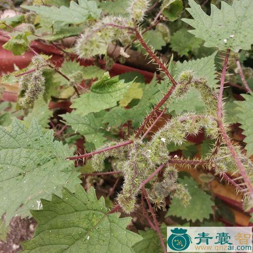 中药材红活麻图片