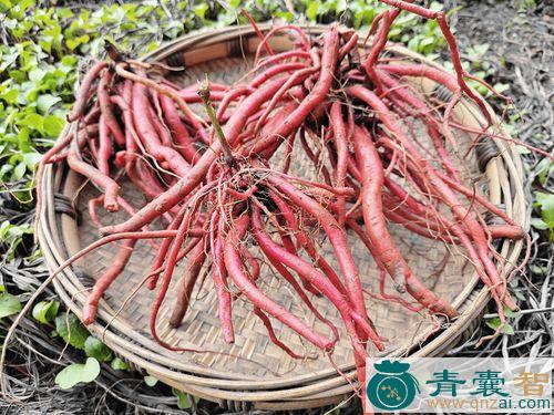 中药材红牛膝图片