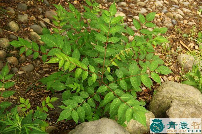 中药材红狗杨图片