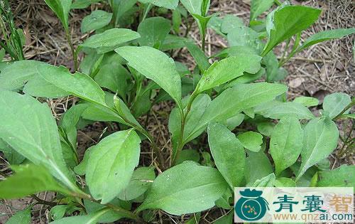 红玉菜的性状性味归经以及功效用法-青囊智