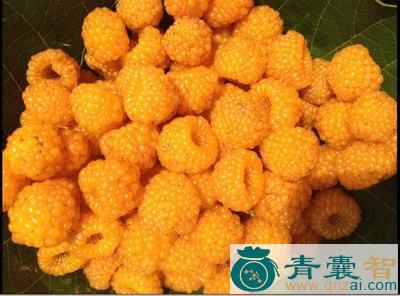 中药材红琐梅图片