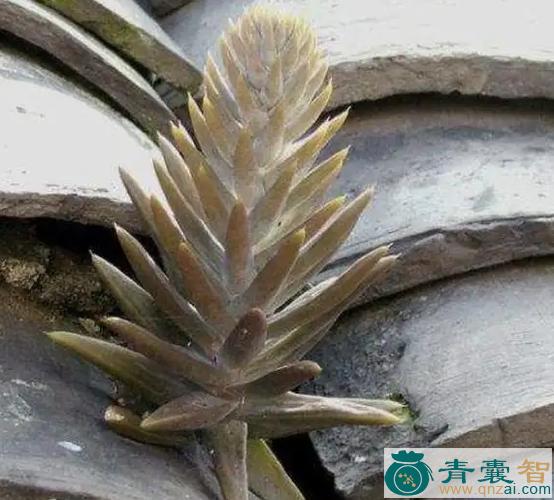 中药材红瓦松图片