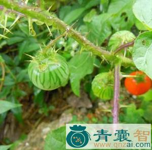中药材红癫茄图片