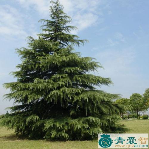 中药材红皮云杉图片