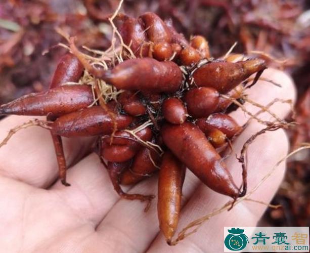 中药材红皮岭麻图片