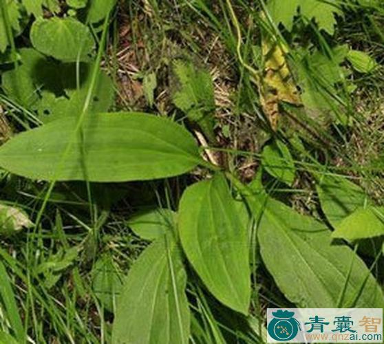红直当药的性状性味归经以及功效用法-青囊智