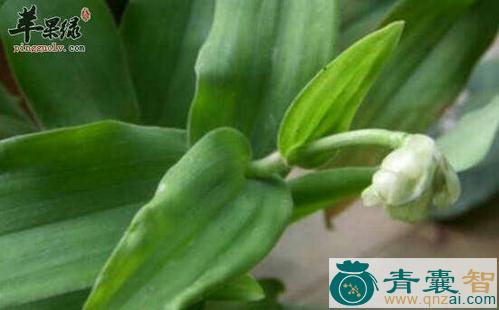 中药材红竹壳菜图片