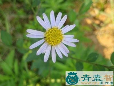 中药材红管药图片