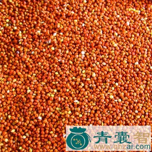 中药材红粘谷图片