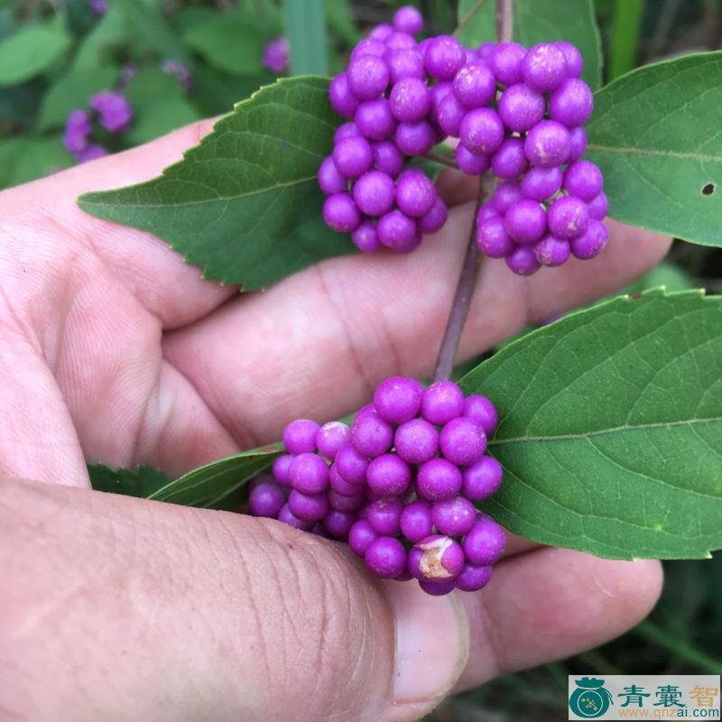 红紫珠的性状性味归经以及功效用法和注意事项-青囊智