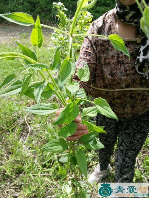 中药材红绿草图片