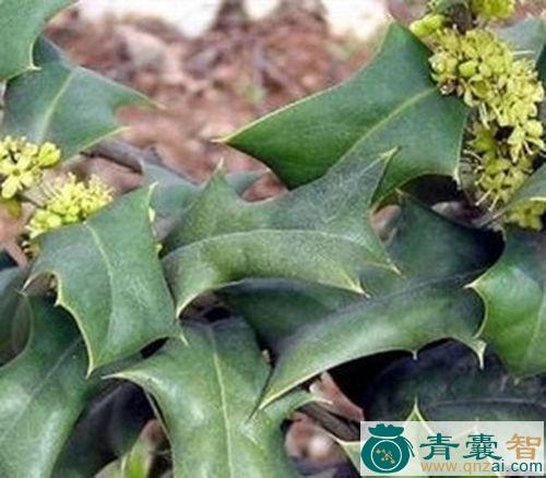 中药材红老鼠刺图片