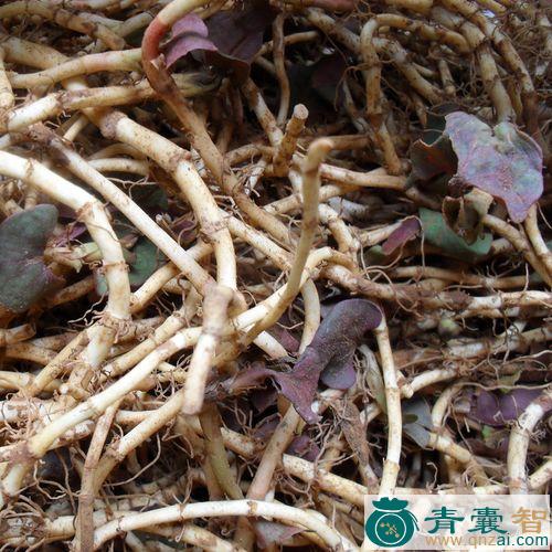 中药材红耳堕根图片