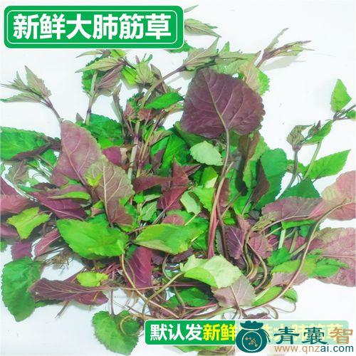 中药材红肺筋草图片