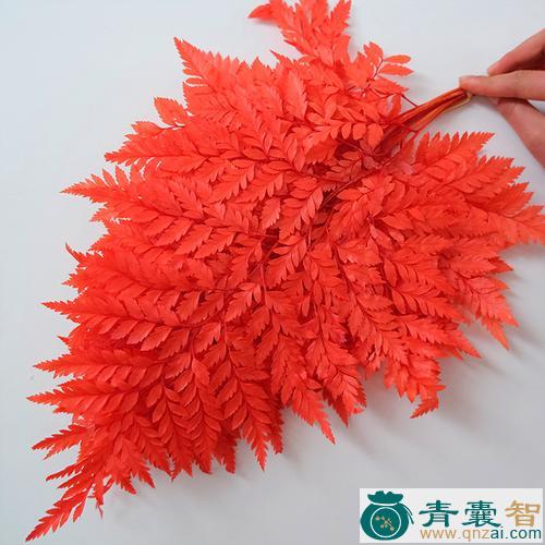 中药材红色新月蕨图片