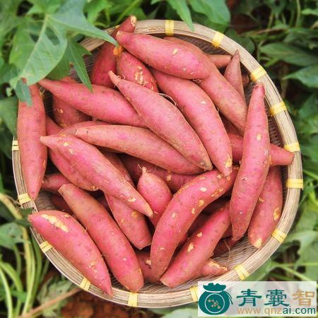 中药材红芋图片