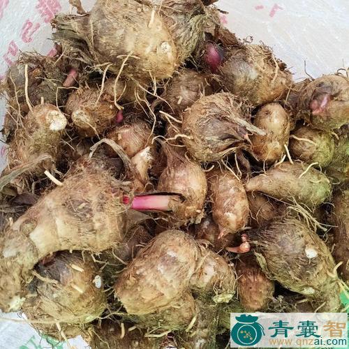 中药材红芋头图片