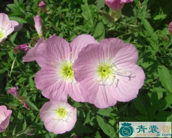 中药材红花月味草图片