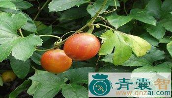 中药材红花栝楼图片
