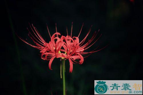 中药材红花石蒜图片